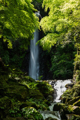 Naklejka premium Gorgeous waterfall immerse in green forest with its serene atmosphere, river flowing over rocks. Japan.