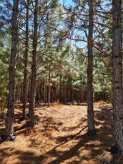 pinus, árvore, mato, verde, 