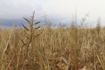 Obraz premium reeds in the wind