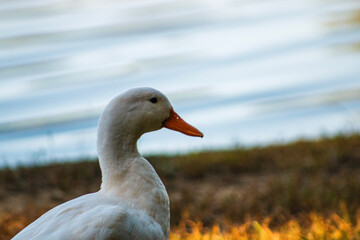 goose on the water