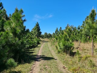 pinus, árvore, mato, verde, 