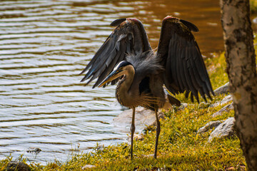 great blue heron