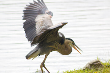 great blue heron