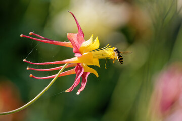 Shallow focus of a crimson columbine flower and a bee flying over it and pollinating.