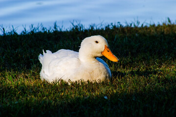 duck on the grass