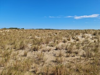 fazenda na praia, pecuária, campo, 