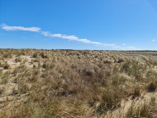 fazenda, campo, pecuária, criação de gado