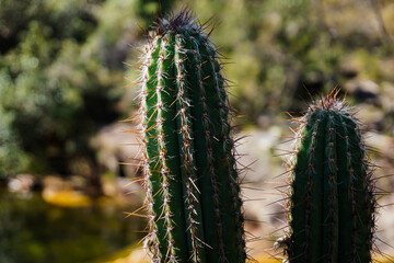 close up of cactus