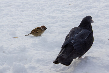 dove and sparrow share food. bird town.