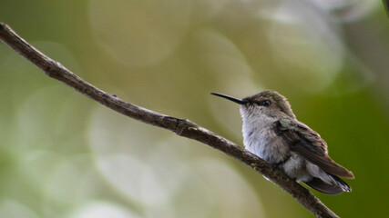 HUMMINGBIRD PERCHED ON TREE BRANCH IN TROPICAL FOREST WITH BACKGROUND OUT OF FOCUS AND SPACE FOR TEXT