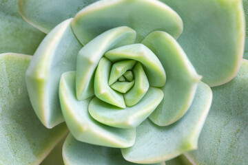 Green succulent plant, close-up, top view