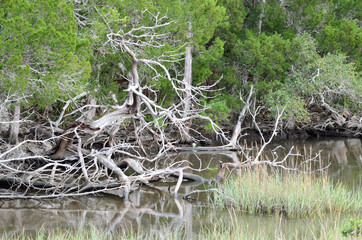 Dried wood in the swamp