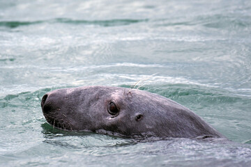 Close-up of a Seal swimming in the St. Laurent River