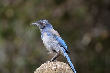 Blue California scrub jay