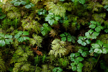 森の中の朝日を浴びる緑の苔