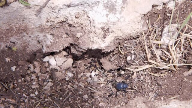 Ant colony attacking a blue beetle on a rocky dirt terrain,closeup.