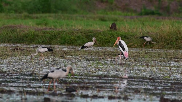 Seen before dark resting in the middle of the rice paddy looking around while other birds forage around; Painted Stork, Mycteria leucocephala, Thailand.