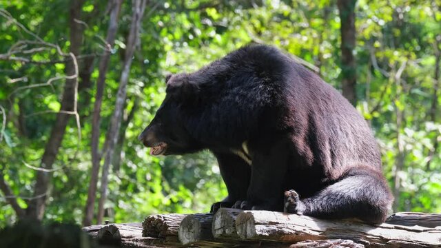 Body extended towards the left while panting, lovely morning light, Asiatic Black Bear, Ursus thibetanus, Huai Kha Kaeng Wildlife Sanctuary, Thailand.