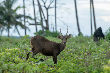 Obraz premium Deer lay eggs standing in pastures.