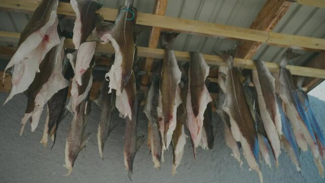 Fresh Cod Fish Hung Up To Dry - Process Of Making Salted Codfish. - low angle