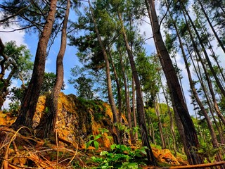 pine tree in the forest