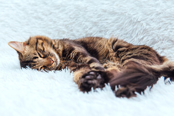 Long-haired charcoal bengal kitty cat laying on the white fury blanket