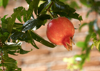 delicious pomegranate fruit on branch ready to harvest