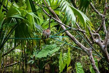 Fototapeta premium variedad de flora y fauna del ecuador