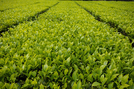 Tea Farm Farming In Kenya Leaf Leaves Landscape Countryside Nature Scenery Kericho County East Africa Kenya Great Rift Valley Rural Agriculture Panoramic Views Cloud Fauna Flora Mountains Trees Travel
