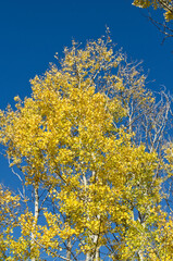 Autumn Trees against a Blue Sky