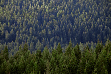 Serene Mountain Top Tree Forest View Endless Trees Foreground