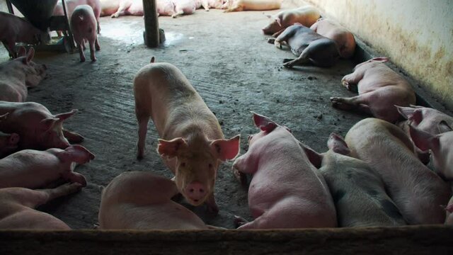 pig looking and snoring at the camara in a pig farm