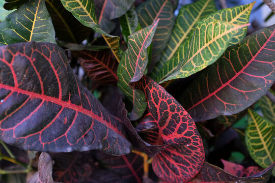 Puring, pudding or kroton are popular garden ornamental plants in the form of shrubs with very varied leaf shapes and colors.