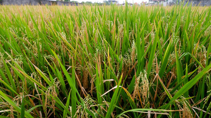 rice is yellowed ready to be harvested