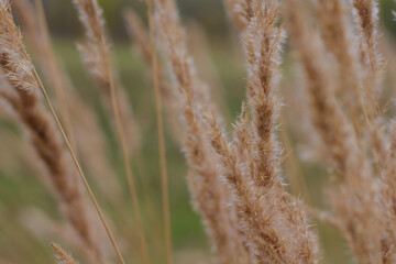Fototapeta premium glade with dry grass. dried flowers. autumn photo.