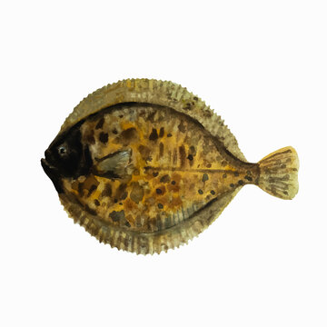 recommend clip art: Flounder fish isolated on white background. Clip art for design, menu and education material. Colorful realistic watercolor illustration.