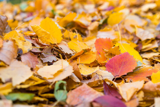 Fall colorful autumn leaves on ground nature background. Forest floor covered in red, orange, and yellow leaves 