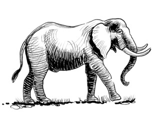 Ink black and white drawing of a walking elephant