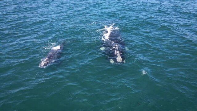 Brindled whale calf sticking close to its mother, Southern Right whales, blow moist air