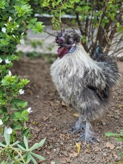 range chickens