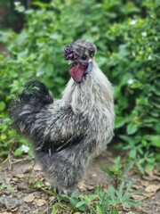 chicken in the grass