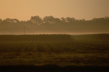 Morning fog sunrise over sugar cane field