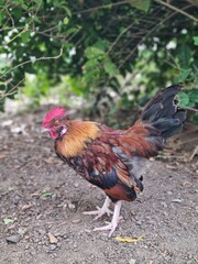 Rooster in back yard