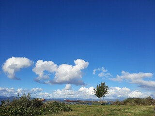 Obraz premium tree in the desert