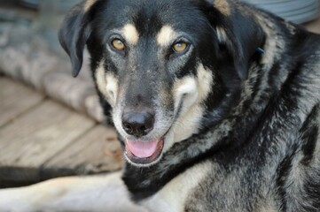 Wolf Hybrid Outside happy close-up