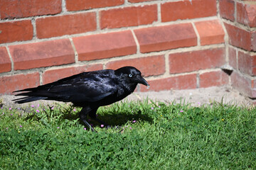 Obraz premium Little raven, corvus mellori, having a snack in a grassy area on a sunny day, with a red brick wall in the background