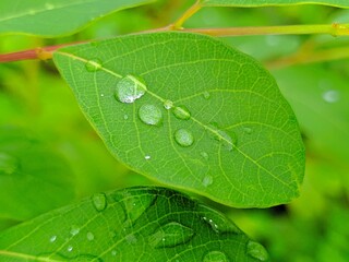 leaf with water drops