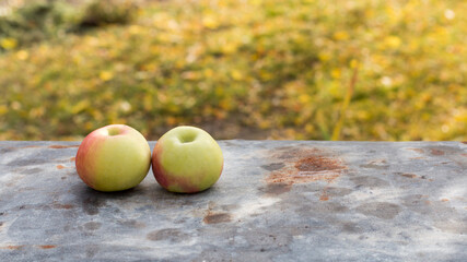 Two yellow apples lie on a gray surface of old metal against a background of autumn grass. Healthy lifestyle concept. Fruits. Gardening.