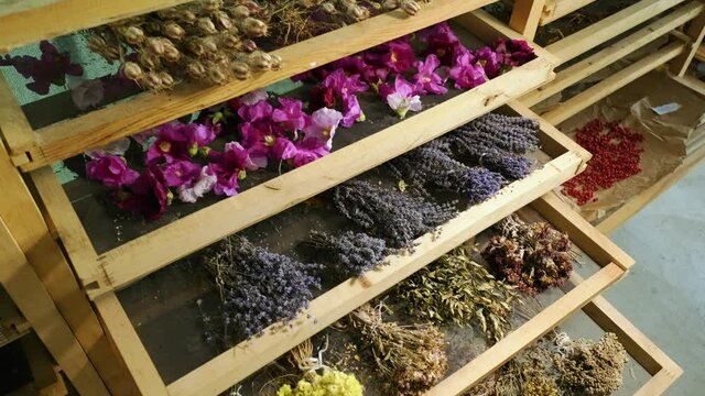 medicinal and aromatic plants drying in the drying room. 4K. Slow motion. B Roll.