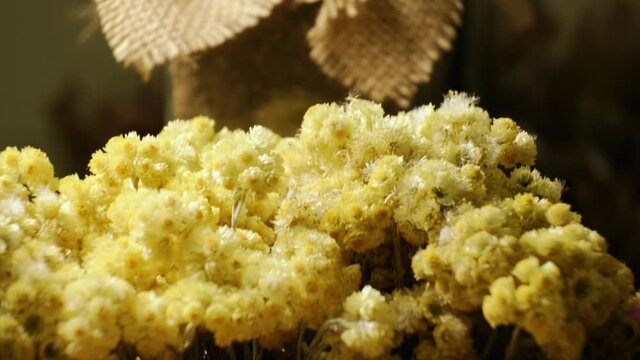 dried spice of Helichrysum arenarium flower. Spices and herbs on wooden background. 4K. slow motion. b roll.
